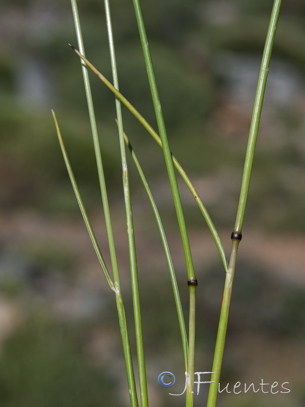 Festuca segimonensis.06