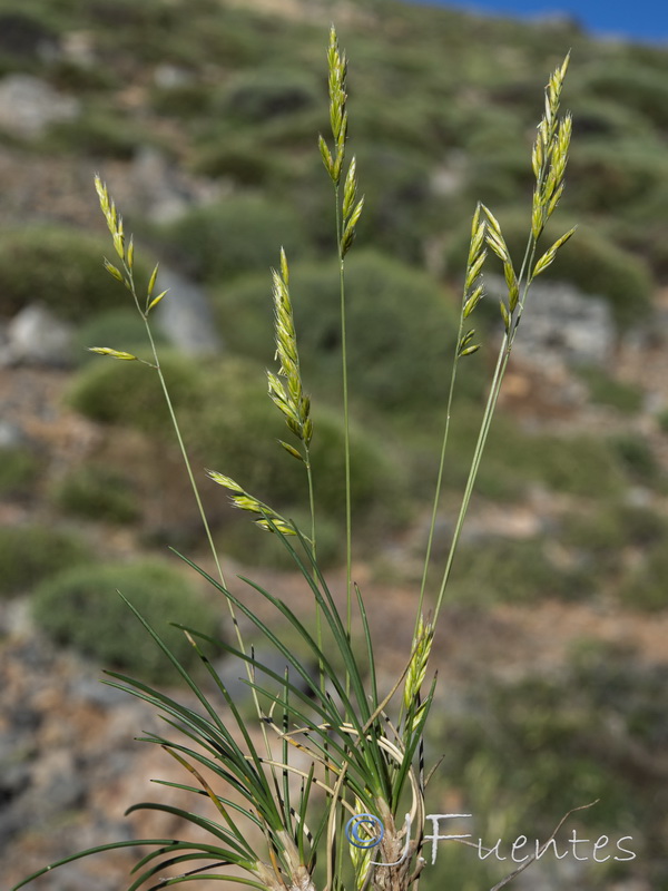 Festuca segimonensis.08