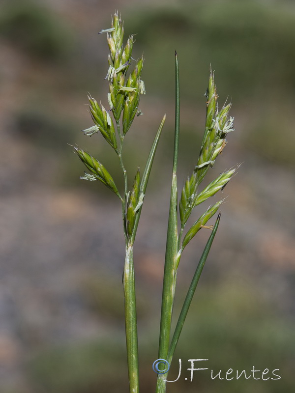 Festuca segimonensis.09