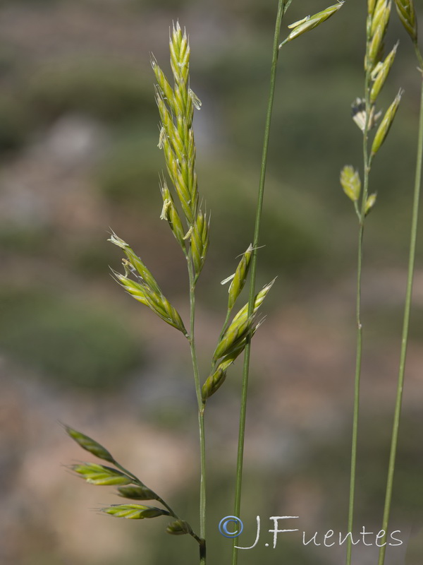 Festuca segimonensis.10