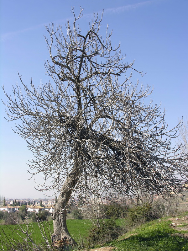 Ficus carica.02
