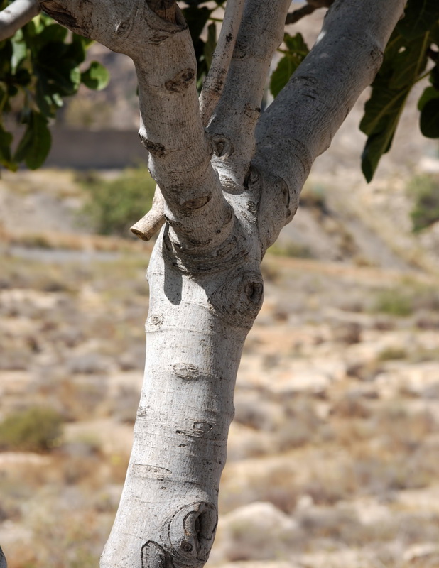 Ficus carica.03