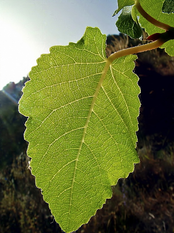 Ficus carica.04