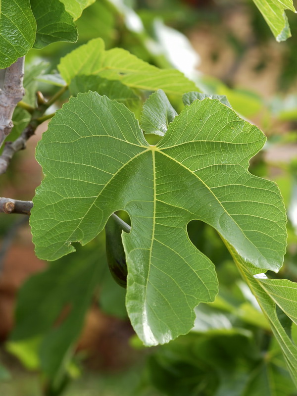 Ficus carica.05