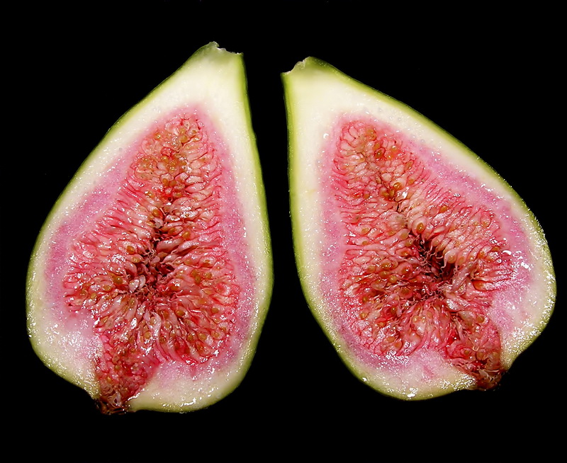 Ficus carica.09