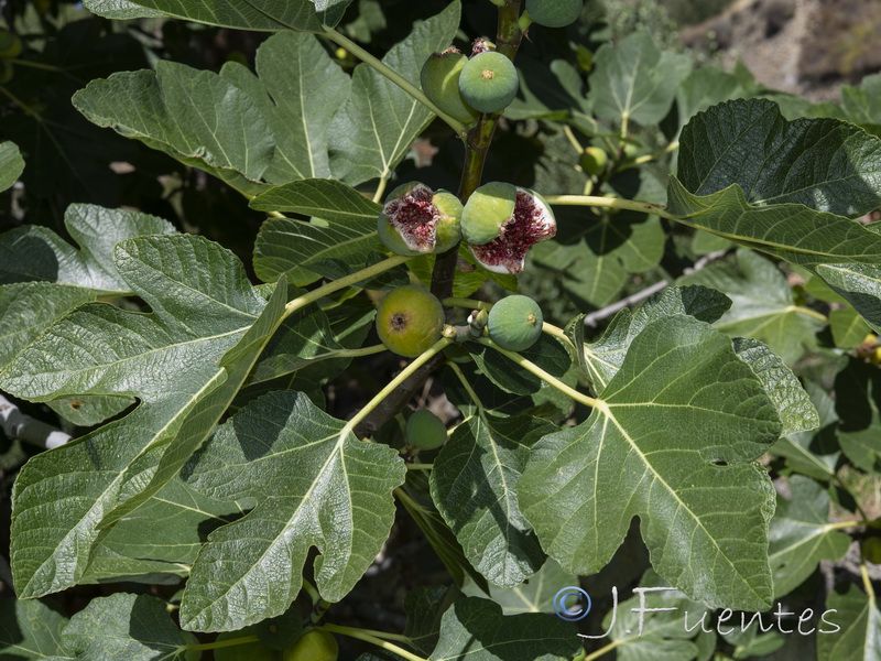 Ficus carica.07