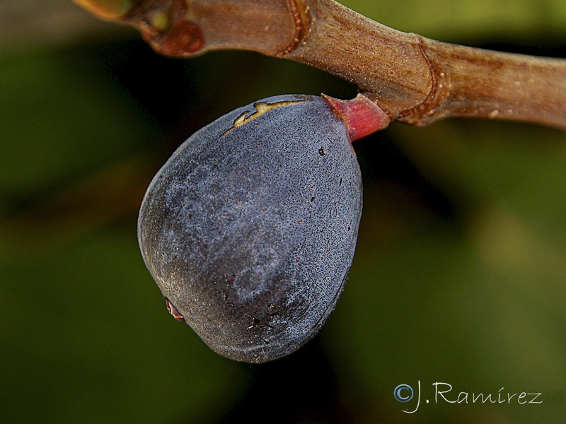 Ficus carica.14