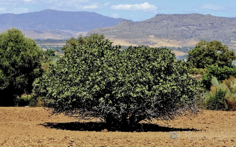 Ficus carica.01