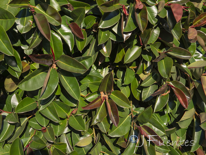 Ficus elastica.02