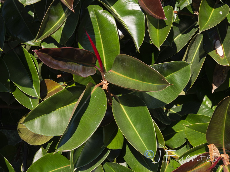 Ficus elastica.03