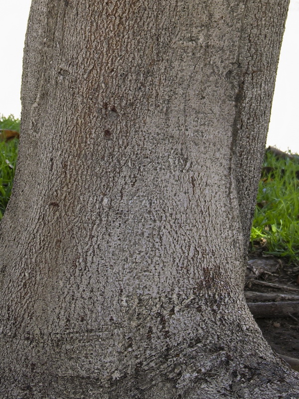 Ficus elastica.06