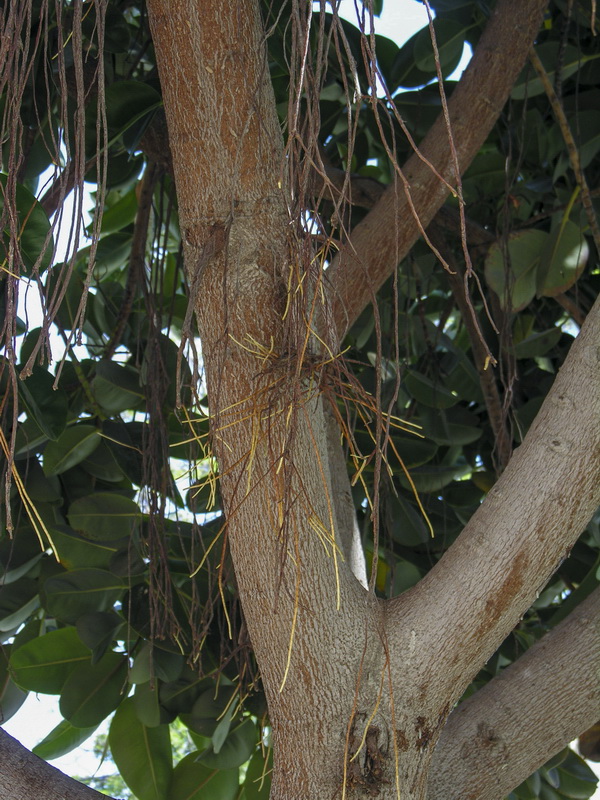 Ficus elastica.07