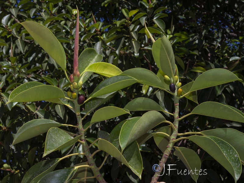 Ficus elastica.11