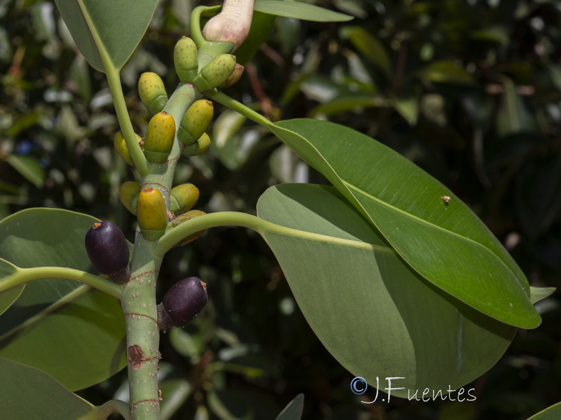 Ficus elastica.12