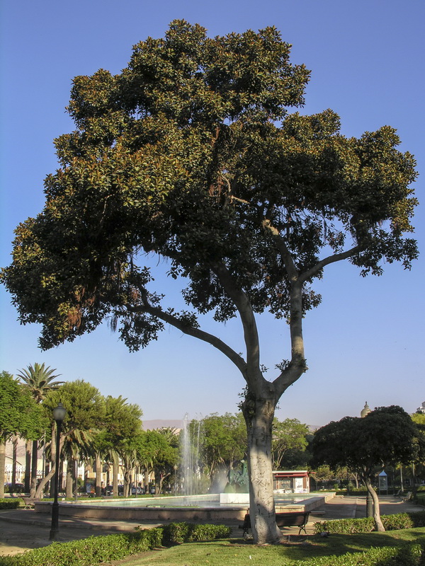 Ficus rubiginosa.01
