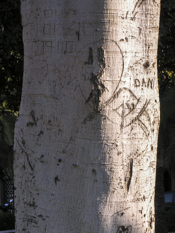 Ficus rubiginosa.02