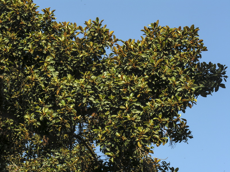 Ficus rubiginosa.04