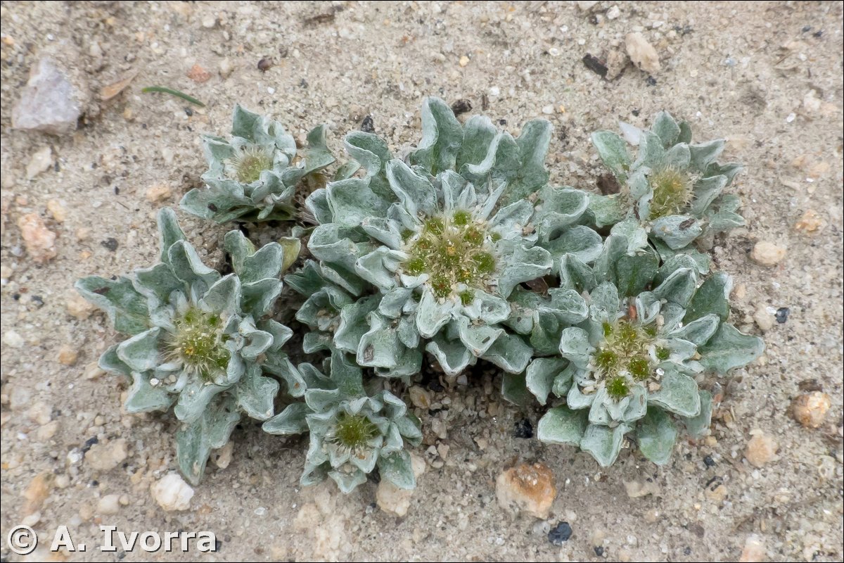 Filago lusitanica.02