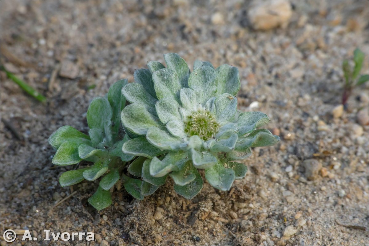 Filago lusitanica.04