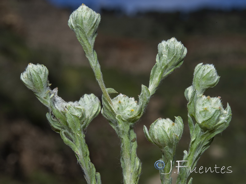 Filago micropodioides.01