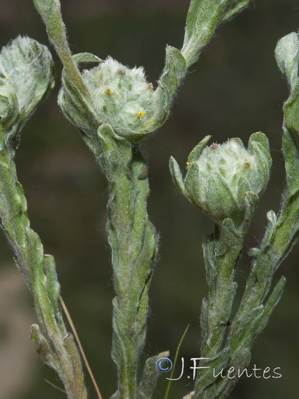 Filago micropodioides.02