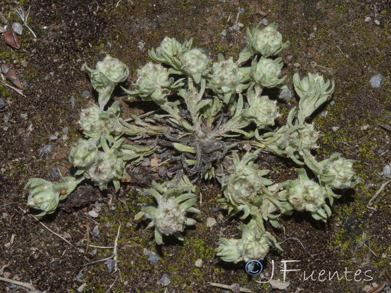 Filago micropodioides.13