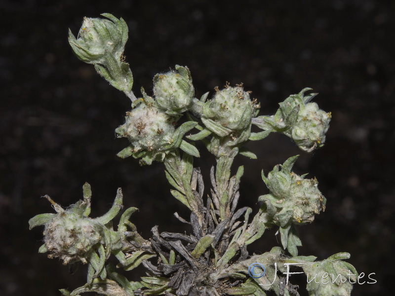 Filago micropodioides.15