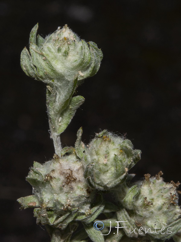 Filago micropodioides.16