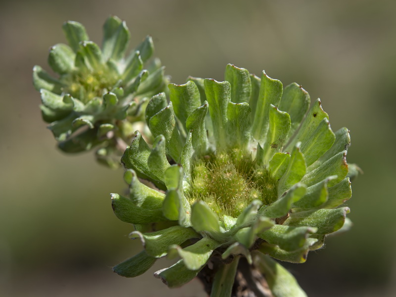 Filago pygmaea.13