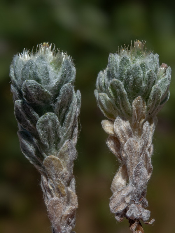 Filago pyramidata.27 3