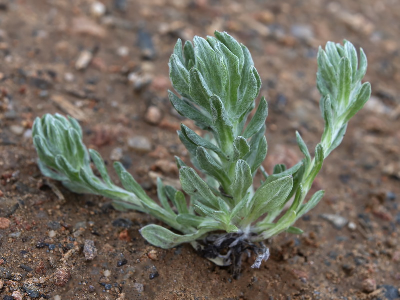 Filago pyramidata.28 3