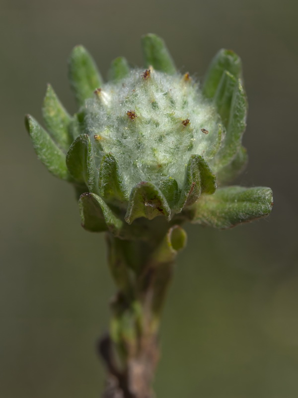 Filago pyramidata.28 4