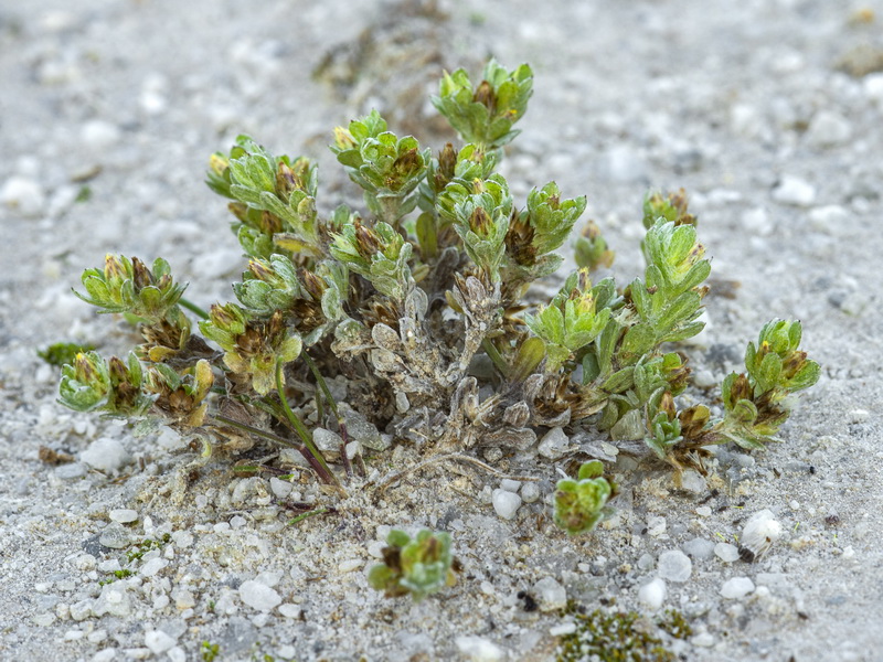 Filago ramosissima.01