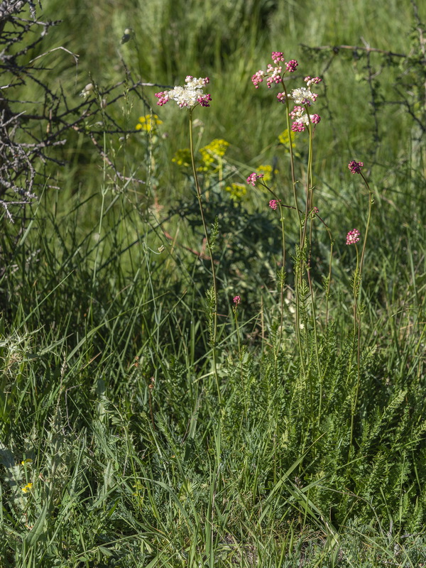 Filipendula vulgaris.01