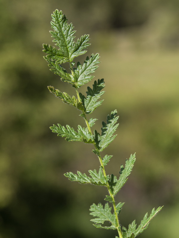 Filipendula vulgaris.04