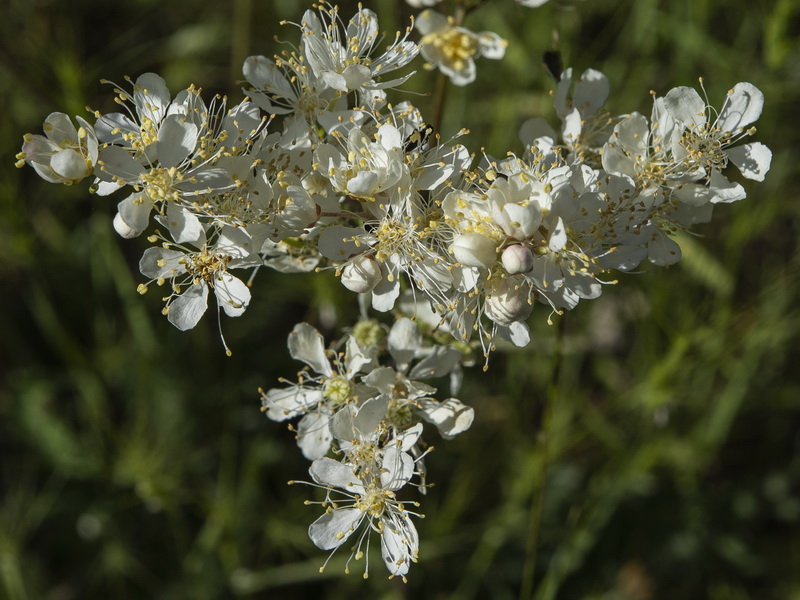 Filipendula vulgaris.07