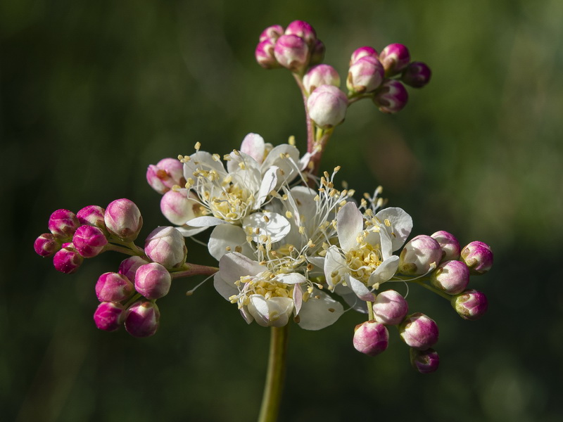 Filipendula vulgaris.08