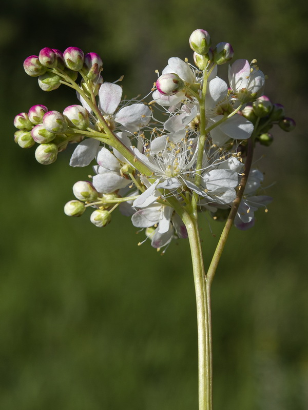 Filipendula vulgaris.11