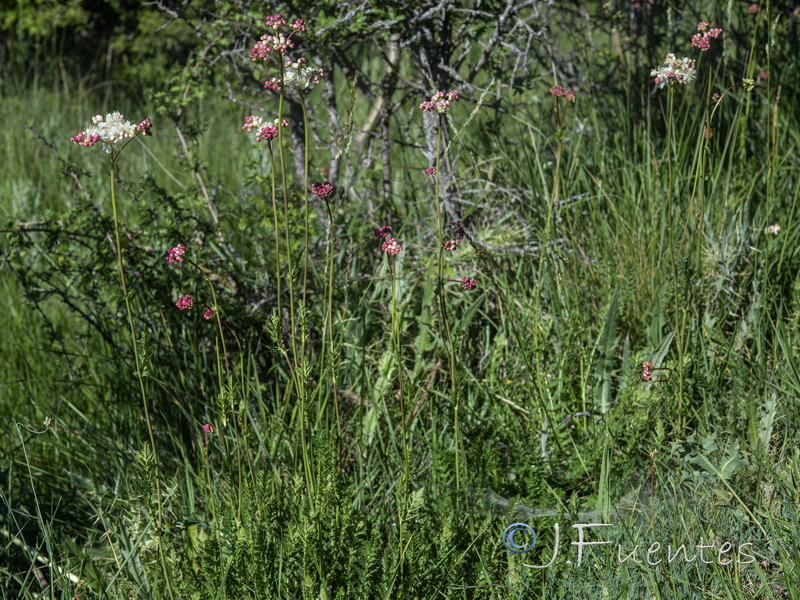 Filipendula vulgaris.12