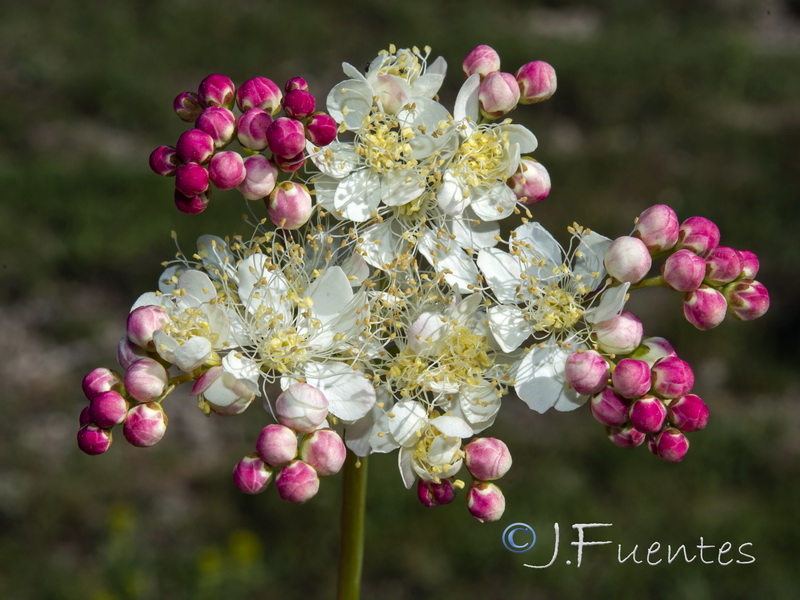 Filipendula vulgaris.14