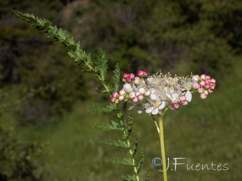 Filipendula vulgaris.15