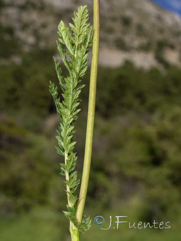 Filipendula vulgaris.16