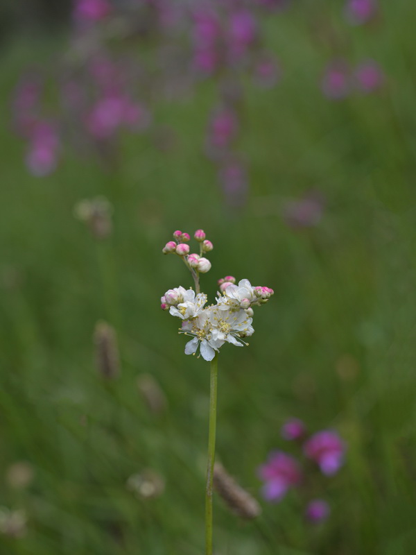 Filipendula vulgaris.17