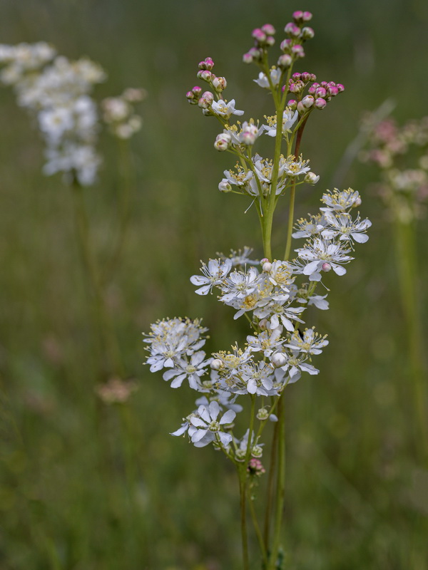 Filipendula vulgaris.18