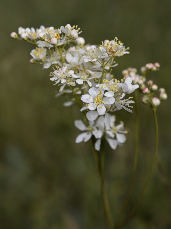 Filipendula vulgaris.19