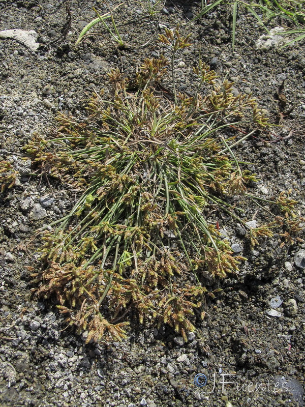 Fimbristylis bisumbellata.01