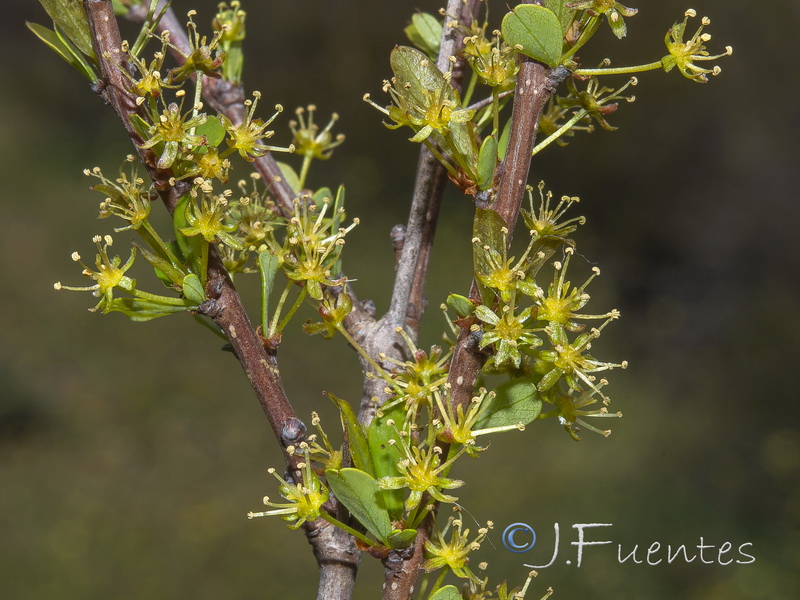 Flueggea tinctoria.02