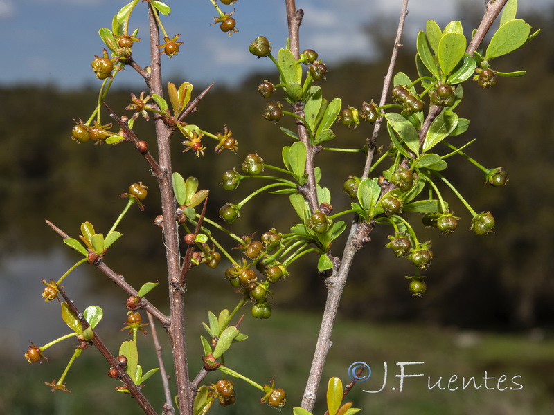 Flueggea tinctoria.03