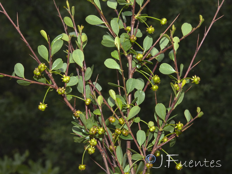 Flueggea tinctoria.04
