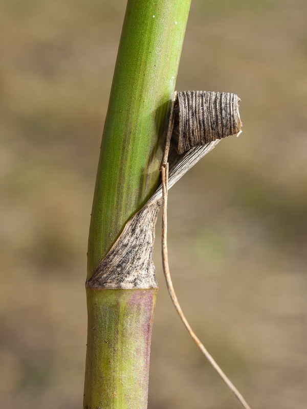 Foeniculum sanguineum.05